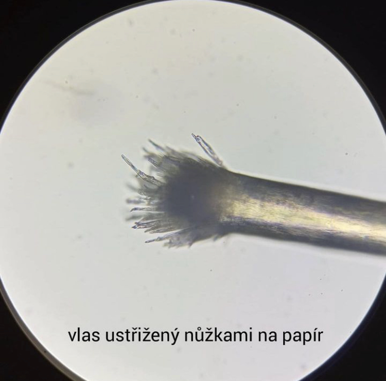 Proč je tak důležité pravidelně zastřihovat vlasy u kadeřníka?